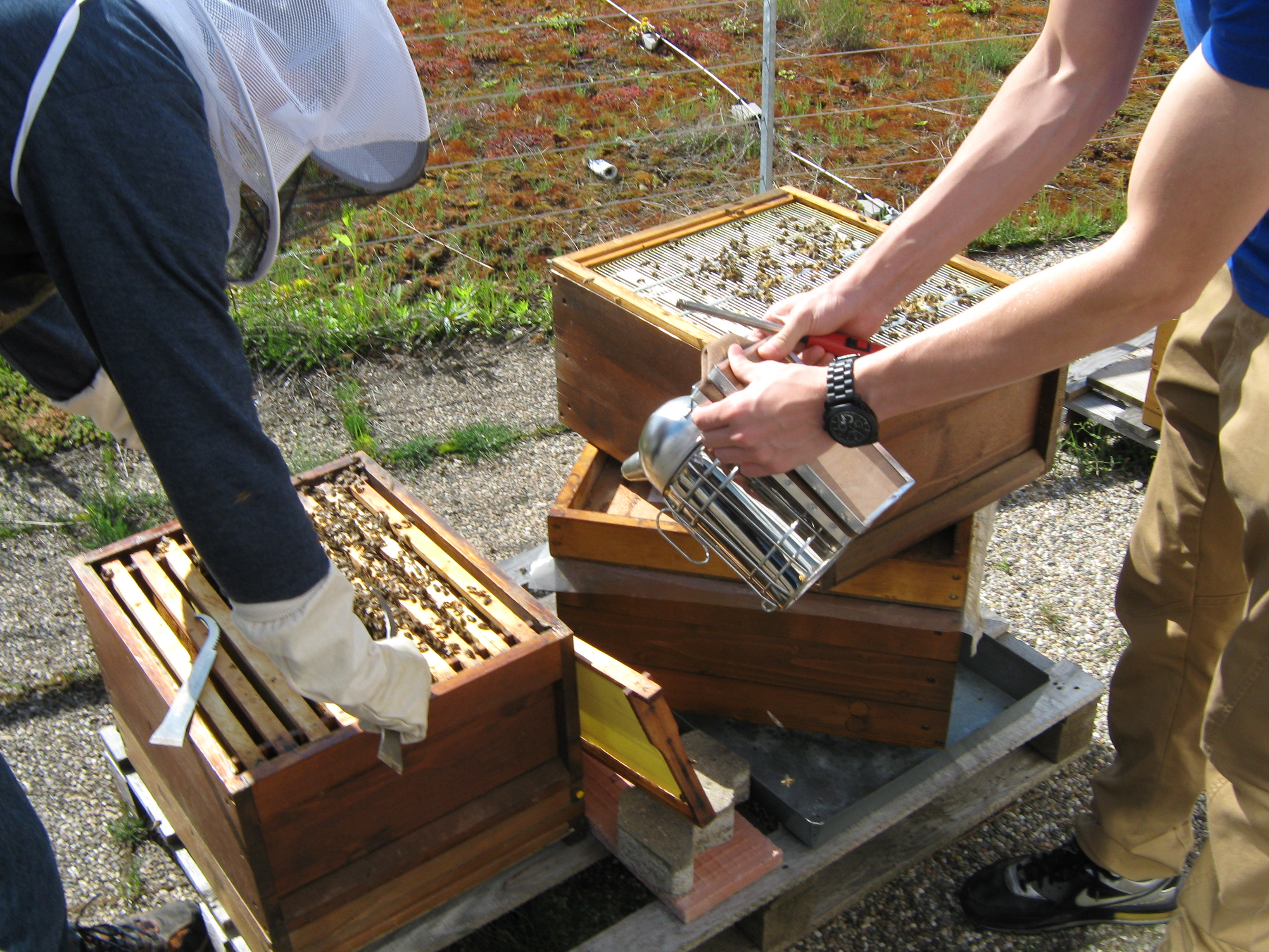 Schwarmkontrolle eines Bienenvolkes durch Kursteilnehmer