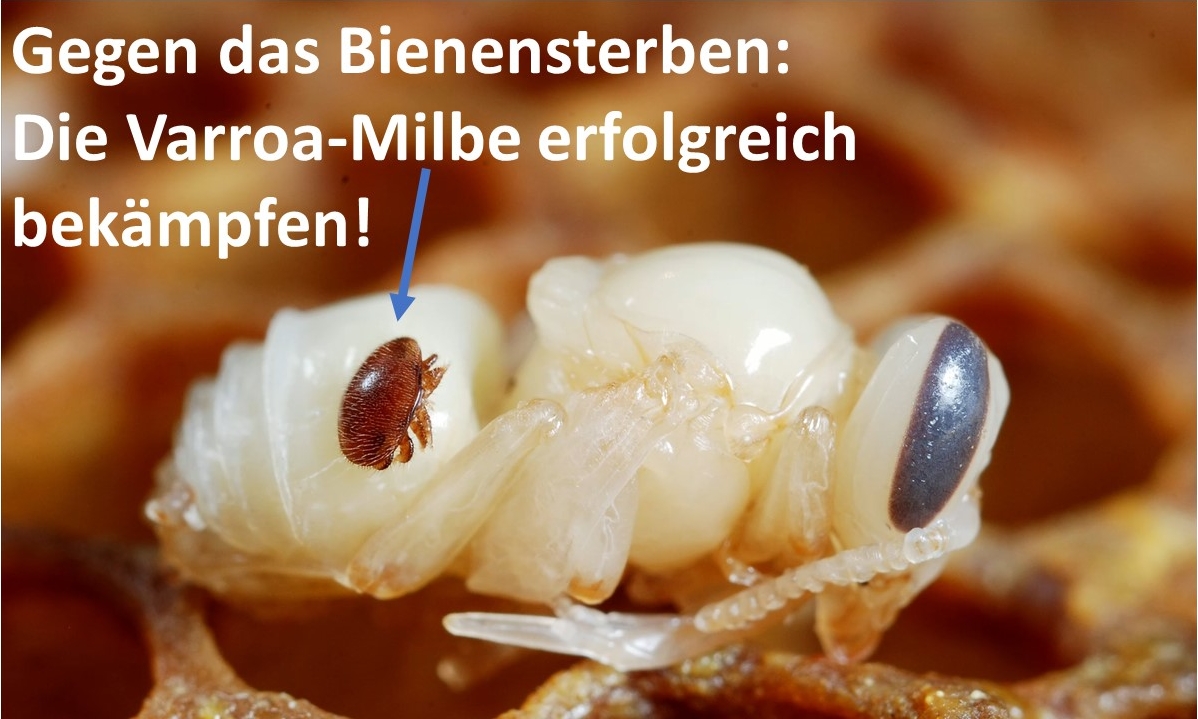 NordstadtImker bei der Varroabekämpfung