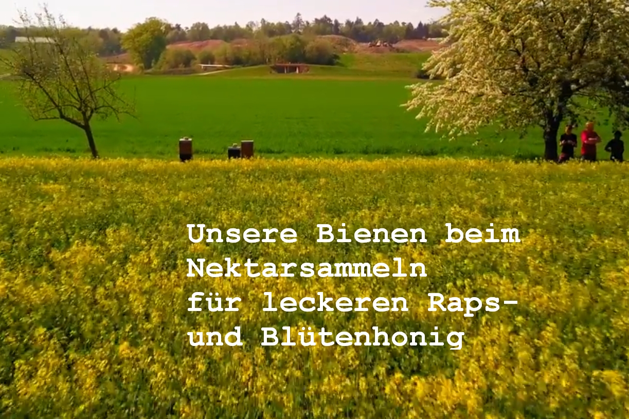 Unsere Bienen - Nektarsammler in Aktion